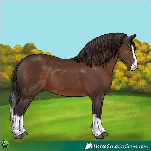 Horse Color:Liver Chestnut Splash