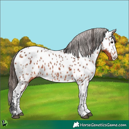 Horse Color:Bay Appaloosa 