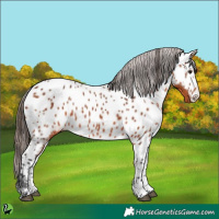 Horse Color:Bay Appaloosa 