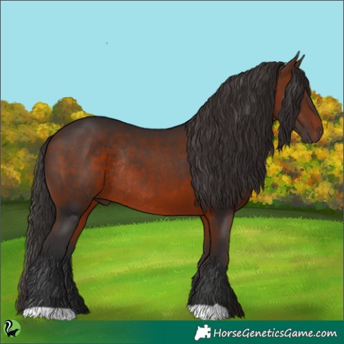 Horse Color:Brown Rabicano 