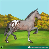 Horse Color:Brown Appaloosa