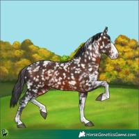 Horse Color:White Spotted Brown Tobiano Snowflake Varnish 