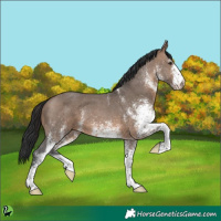 Horse Color:White Spotted Brown Dun 