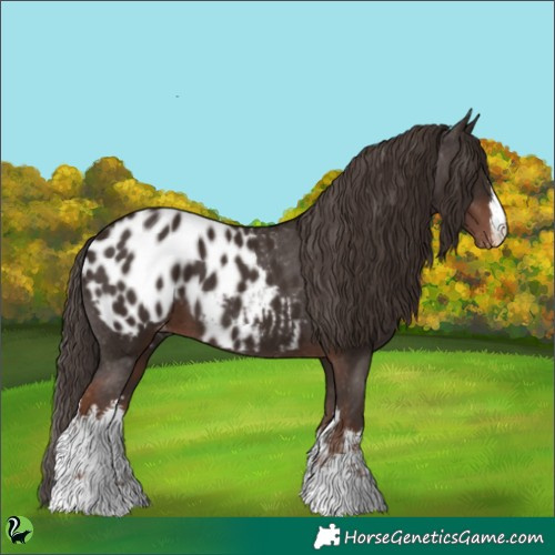 Horse Color:White Spotted Liver Chestnut Appaloosa 
