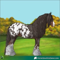 Horse Color:White Spotted Liver Chestnut Appaloosa 