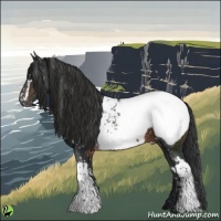 Horse Color:White Spotted Brown Snowcap 