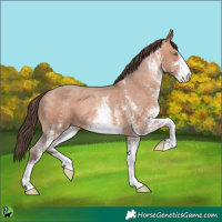 Horse Color:White Spotted Amber Champagne Varnish 