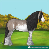 Horse Color:White Spotted Bay Dun Sabino
