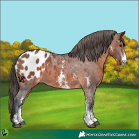 Horse Color:Brown Sabino Appaloosa 