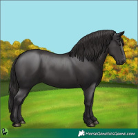 Horse Color:Smoky Black 