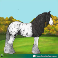 Horse Color:Black Splash Near Leopard