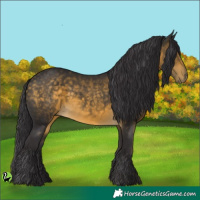 Horse Color:Buckskin 