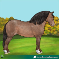 Horse Color:Sable Champagne 