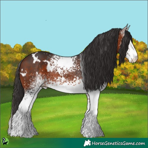 Horse Color:White Spotted Bay 
