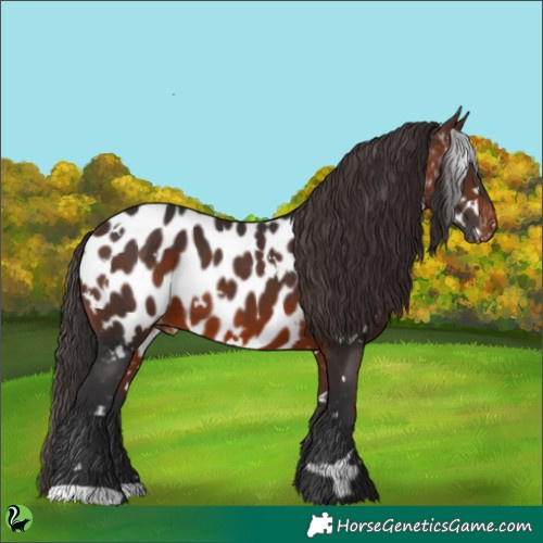 Horse Color:White Spotted Brown Appaloosa 