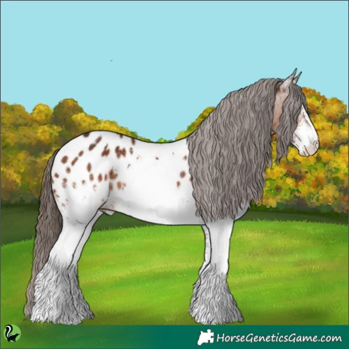 Horse Color:White Spotted Brown Appaloosa 