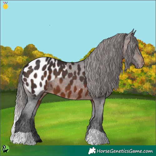 Horse Color:Brown Appaloosa 