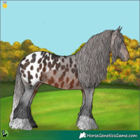 Horse Color:Brown Appaloosa