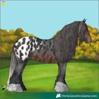 Horse Color:Brown Appaloosa 
