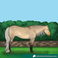 Horse Color:Silver Buckskin Dun 