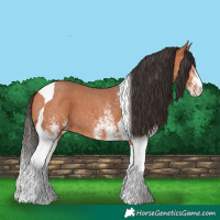 Horse Color:White Spotted Bay Tobiano