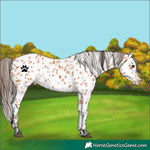 Horse Color:Bay Appaloosa 