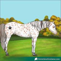 Horse Color:Bay Appaloosa 