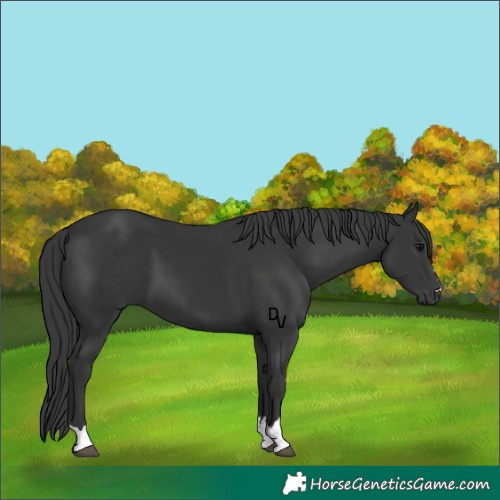Horse Color:Black 