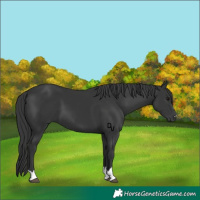 Horse Color:Black 
