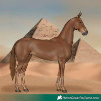 Horse Color:Gray Chestnut 
