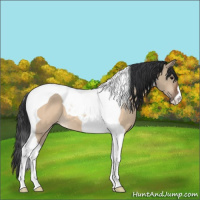 Horse Color:Bay Dun Tobiano 