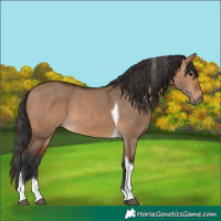 Horse Color:Bay Dun Tobiano 
