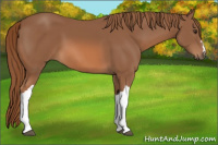 Horse Color:Chestnut 