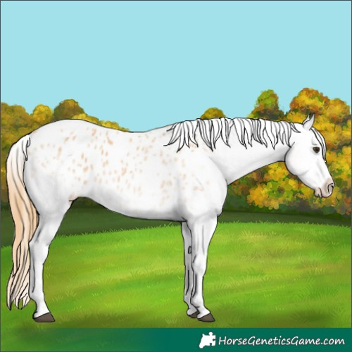 Horse Color:White Spotted Red Roan Blanket Rabicano