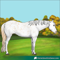 Horse Color:White Spotted Red Roan Appaloosa Rabicano 