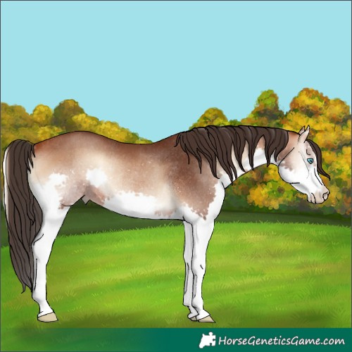 Horse Color:Bay Onyx Splash Rabicano 