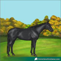 Horse Color:Black 