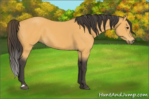 Horse Color:Buckskin