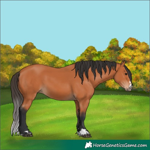 Horse Color:Bay 