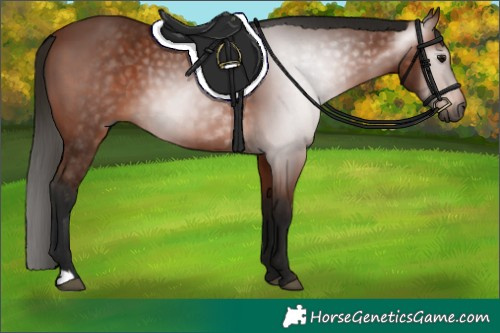 Horse Color:Gray Bay 