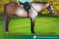 Horse Color:Gray Bay 