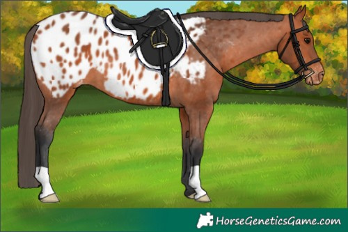 Horse Color:Bay Appaloosa 