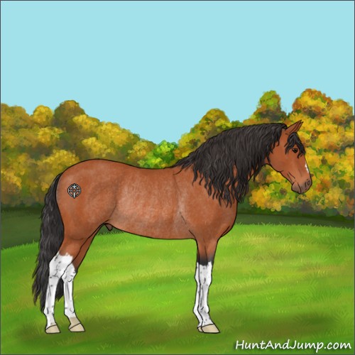 Horse Color:Bay Rabicano 