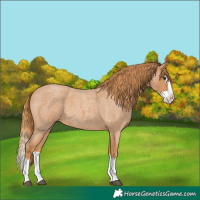 Horse Color:Red Roan Splash 