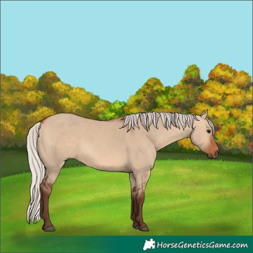 Horse Color:Silver Bay Dun 