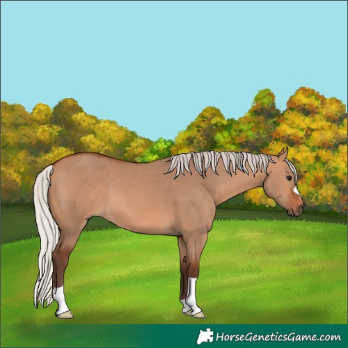Horse Color:Silver Bay Dun 