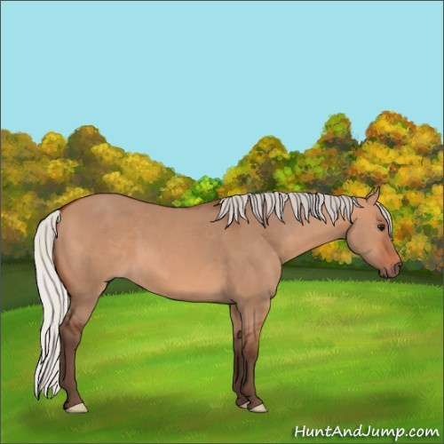 Horse Color:Silver Bay Dun 