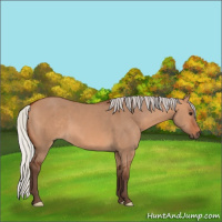 Horse Color:Silver Bay Dun 
