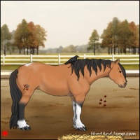 Horse Color:Bay Tobiano Frame 