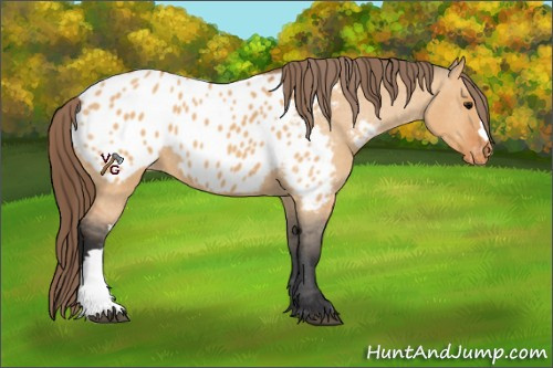 Horse Color:Bay Dun Appaloosa 